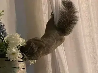 Avery, the Crowebird family's pet squirrel