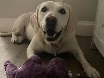 Mollie, one of the Crowebird family dogs
