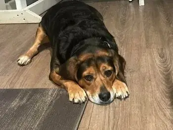 Moose, one of the Crowebird family dogs