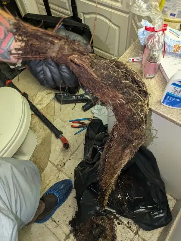 Long mass of tree roots pulled out of a toilet drain line