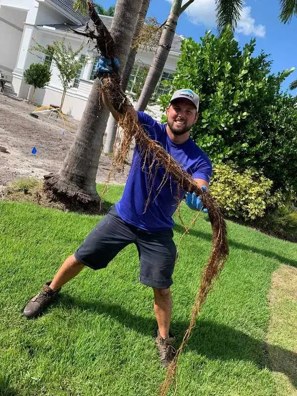 Michael from Crowebird Plumbing pulling a large mass of roots out of a drain line in a Southwest Florida yard